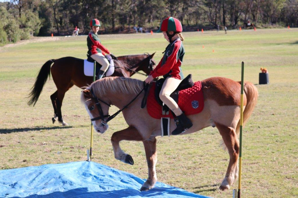 Super Firstsecond Ridden Pony Club Or Competition Pony - 