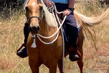 Gorgeous Palomino mare Qh x TB