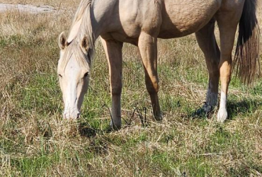 Stunning Colt Ready To Start.