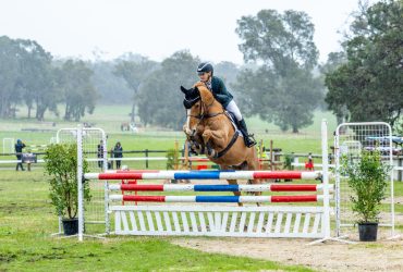 Absolute gentleman and super competitive dressage mount