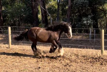 Gypsy Cob