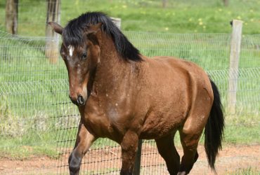 Partbred Andalusian Gelding – High Level Performance Prospect