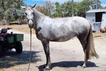 Andalusian partbred filly/mare