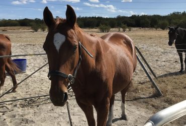 Quarter horse gelding 15.2 h. Well educated, experienced home only.