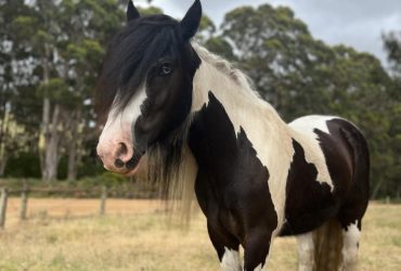 Gypsy Cob Gelding. Rising 4 y/o