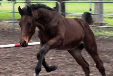 Tall WB weanling with Dressage & Eventing pedigree