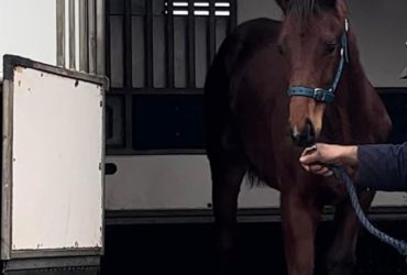 Tall WB weanling with Dressage & Eventing pedigree