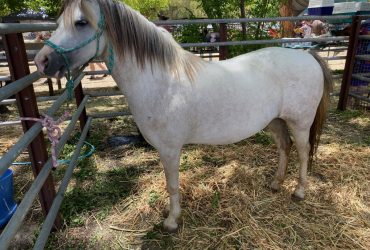 Welsh Section A pony for sale
