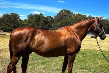 Aged School Master Gelding with a lot to still give