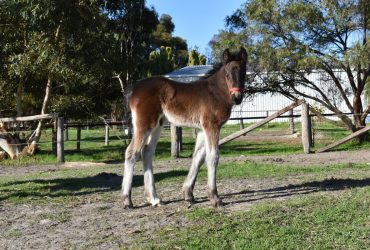 Bay Partbred Gypsy Cob Colt For Sale