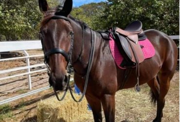 Lovely Standardbred Gelding