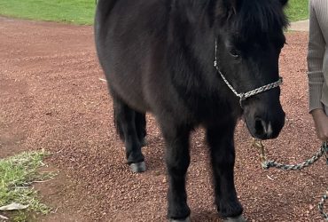 Sweet Shetland Pony for Companion / Lawnmower/ Project Pony