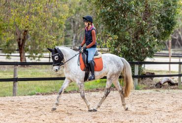 Super sweet 4yo mare with a very bright future