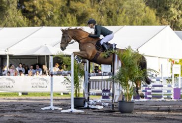 Competitive Jumping horse perfect for a junior