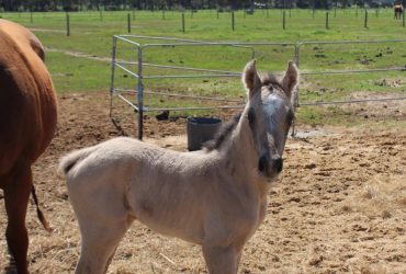 Stunning Dunskin Mare