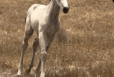 Buckskin filly rising yearling