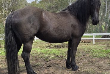 Pure Bred Friesian Mare with huge potential