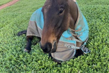 Jester is a beautiful boy perfect trail riding