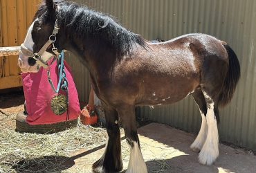 Gypsy Cob Colt