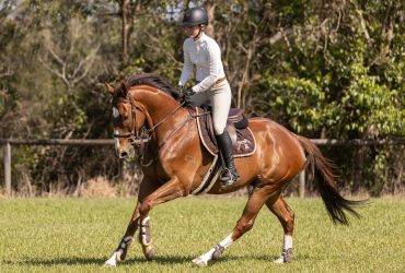 Attractive gelding suit all disciplines.