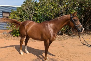 ‘BGW Charmed by a Kiss’ – Eye-Catching Reg QH Galloway