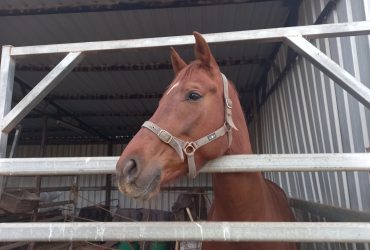 Pedigree Warmblood filly