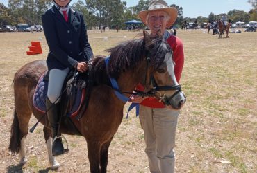 Buckskin 12 hh Welsh Cross Pony