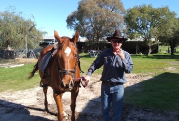 21yo WARMBLOOD MARE for Sale Perth