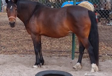 Welsh brood mare 11 yr old