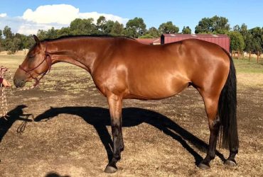 Performance broodmare prospect