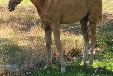 Beautiful solid big mare, and Warmblood foal for sale.