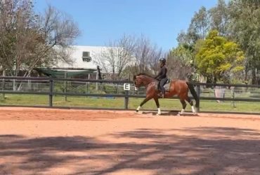 15hh Dressage Mare