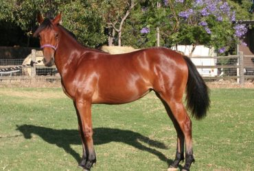 Registered Rheinland Yearling Filly