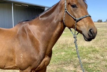 Kind 9YO TB mare