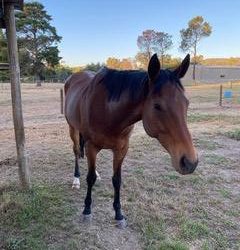 7 Year Old Thoroughbred OTT – Dexter