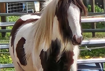 Purebred Gypsy Cob Filly