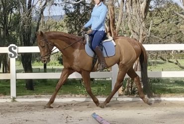 LOOKING FOR SOMEONE TO PART LEASE MY HORSE ON MY PROPERTY