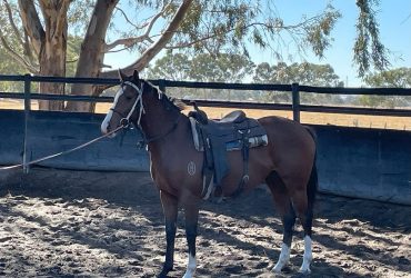 For dressage – Hacking – Pony Club