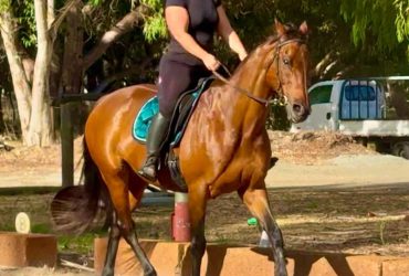 Jewel the Gentle TB Mare