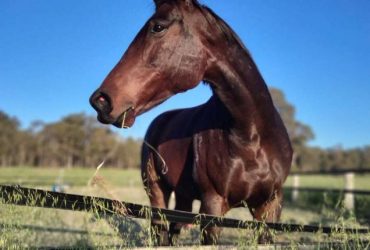 Brown Gelding 16.3hhs 5 year old OTTB