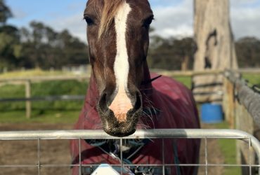 Stunning welsh cob mare