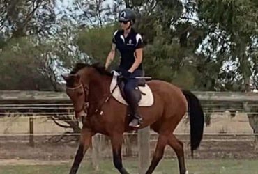 Talented Warmblood Mare – Priced to Sell