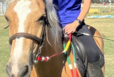 Palomino Riding Pony