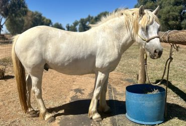 Athletic Highland Pony ready to start his career